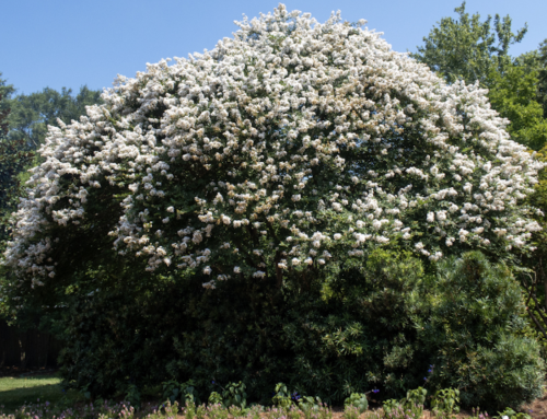 Caring for Crepe Myrtles in Baton Rouge and New Orleans